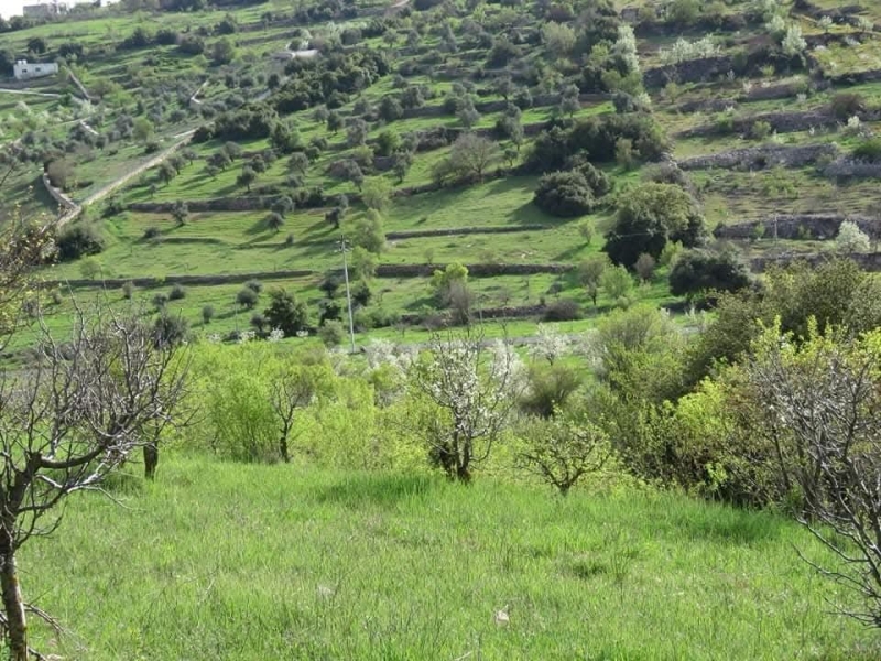 عجلون: إرث تاريخي وطبيعة ساحرة تشكل وجهة سياحية متميزة