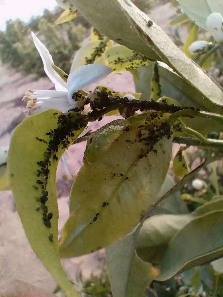 زراعة المفرق تحذر المزارعين من خطر حشرة المن