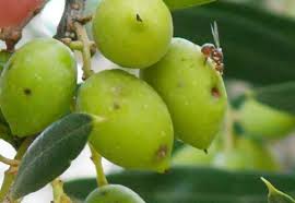 زراعة الكورة تدعو المزارعين لمكافحة ذبابة الزيتون