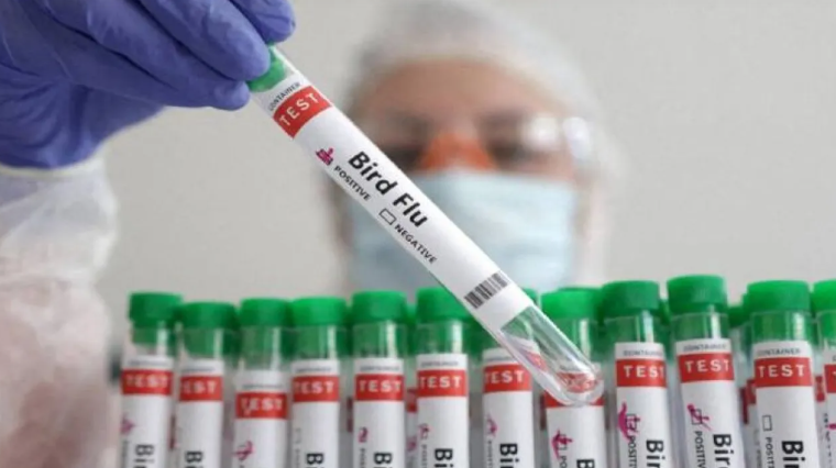 المكسيك تسجل أول حالة وفاة بسلالة «H5N1» من إنفلونزا الطيور