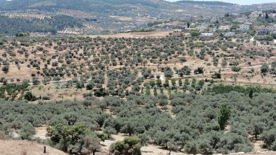 تسجيل 20 اعتداء حرجيا في جرش منذ بداية العام الجاري