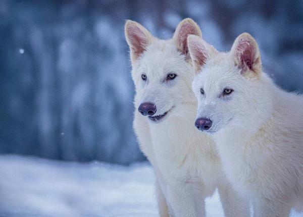 عودة الذئب الرهيب بعد انقراضه قبل 10 آلاف سنة