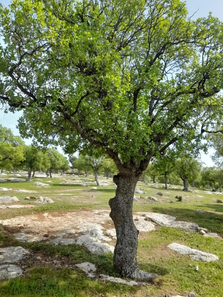 غابات البلوط المعمرة في بيرين .. إرث طبيعي يواجه تحديات