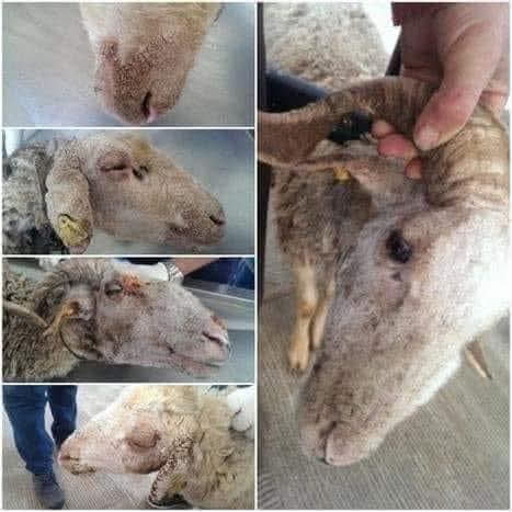 إرشادات لمكافحة مرض طفيليات الجلد عند المواشي