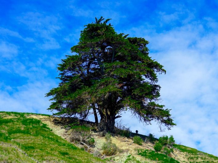 3 أشجار من الأرز الطبيعي تصمد منذ 500 عام على جبال بصيرا