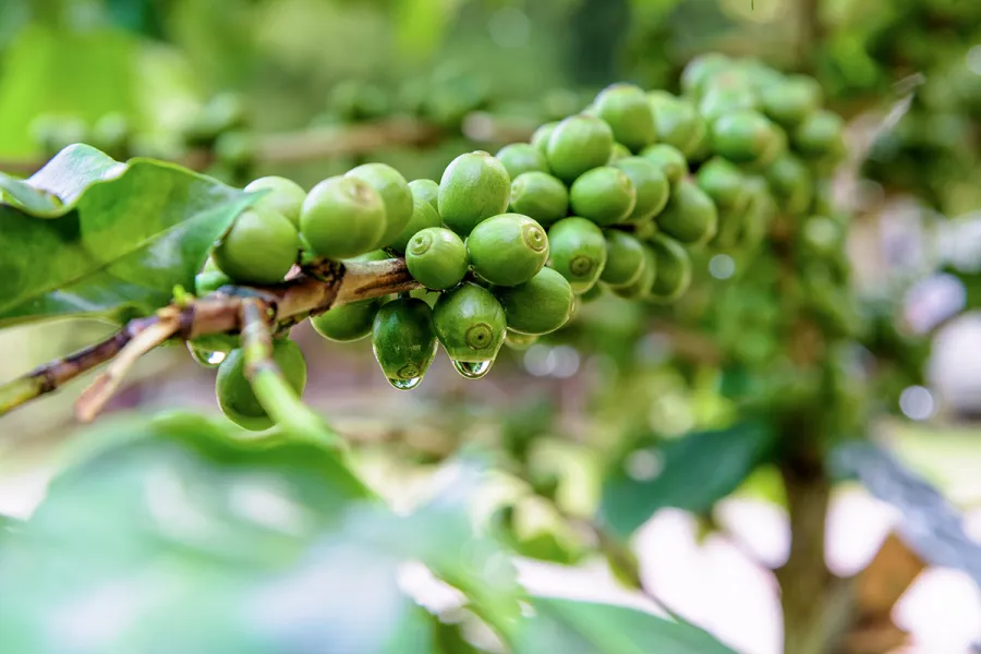 فوائد القهوة الخضراء للنساء خارقة من دون شك