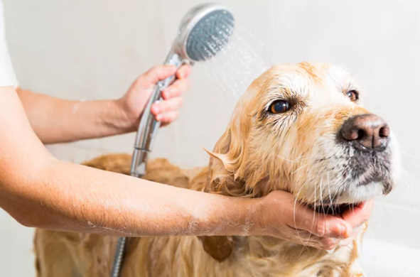 5 نصائح تساعدك تتخلصى من روائح الحيوانات الأليفة في بيتك