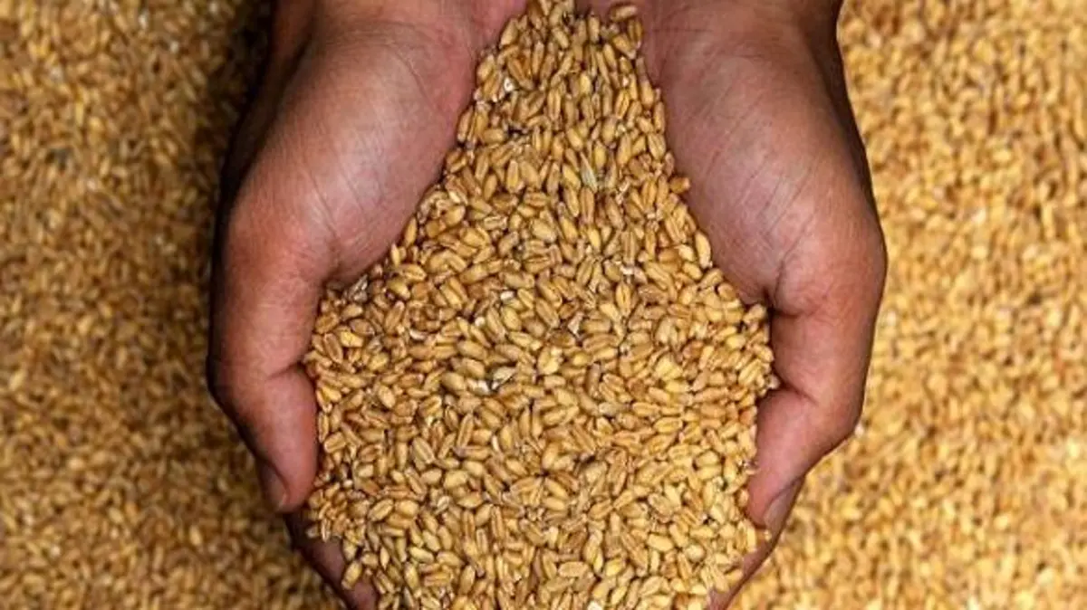 10.4 أشهر مدة كفاية المخزون الاستراتيجي من القمح