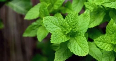 استخدمها مع بداية مايو.. 4 أعشاب طبيعية تخلص بيتك من الطاقة السلبية