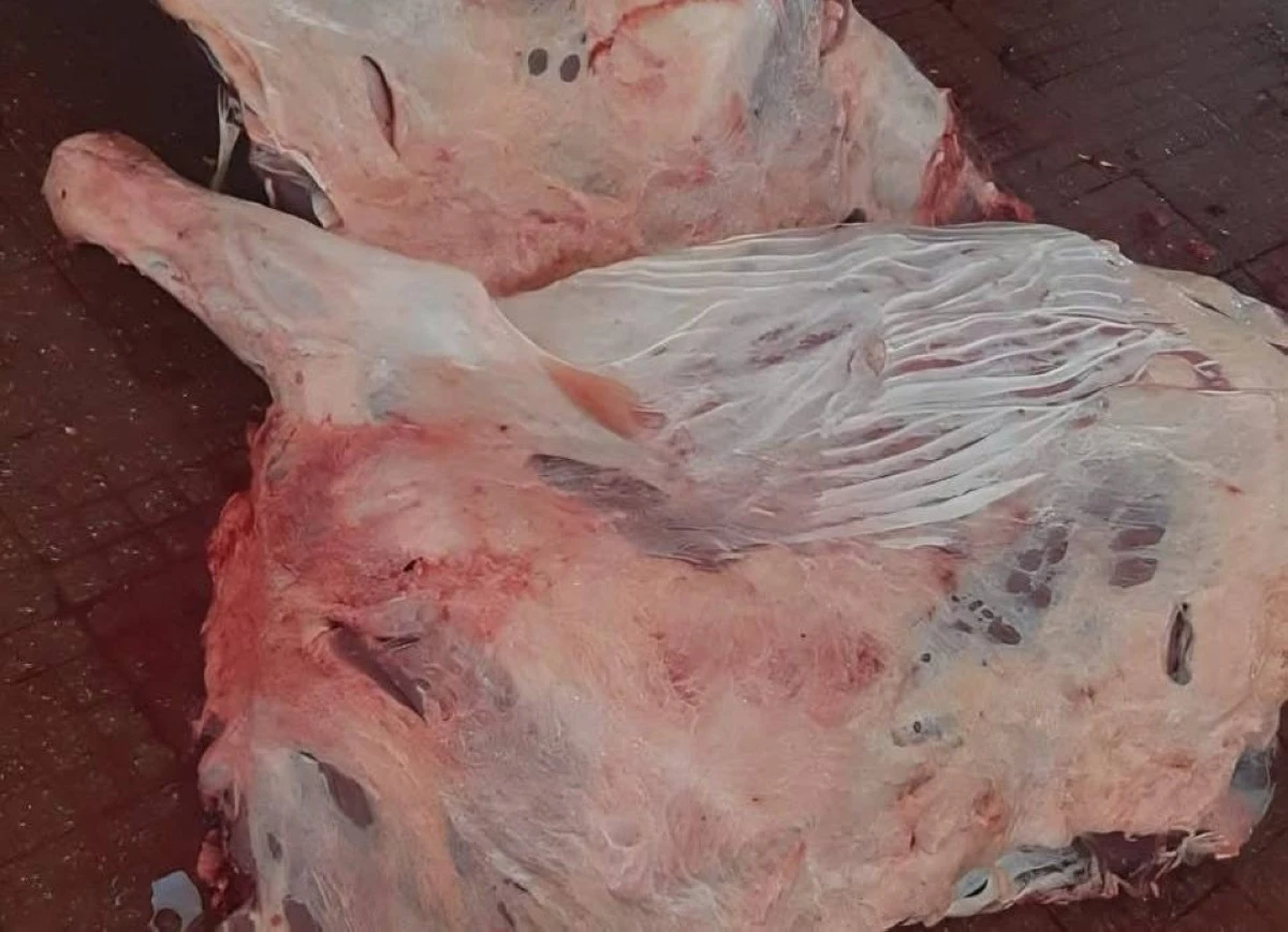 اتلاف ٣٠٠ كغم من اللحوم غير صالحة للاستهلاك في الكرك