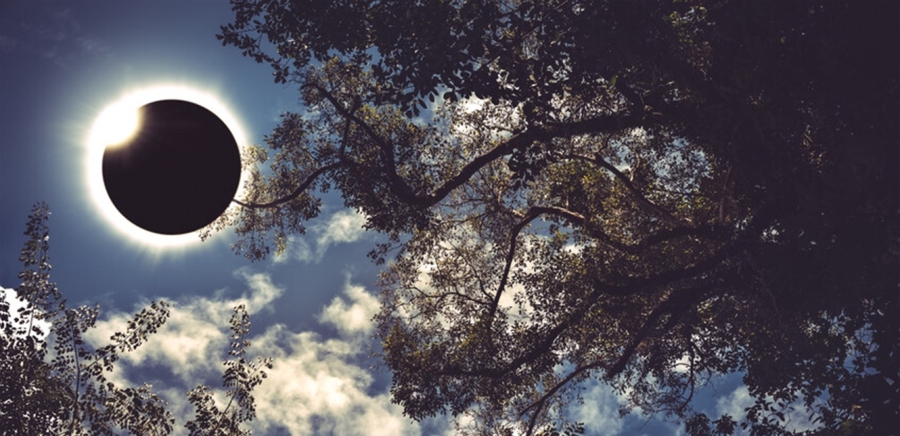 ظاهرة علمية فريدة.. أشجار تتنبأ بكسوف الشمس!