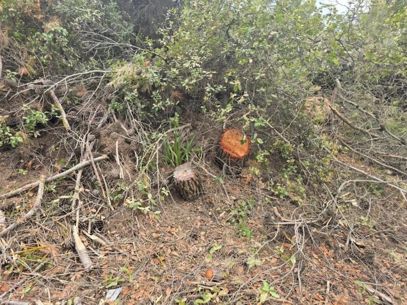 القبض على معتدٍ مكرّر على الثروة الحرجية في عجلون