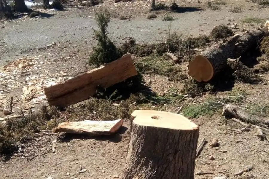 عجلون: القبض على أحد المعتدين على الثروة الحرجية  وضبط كميات من الحطب بحوزته