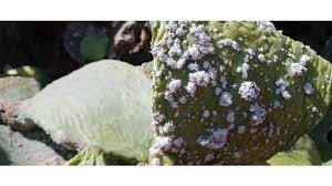 زراعة الوسطية تنفذ حملة رش لمكافحة حشرة الصبر