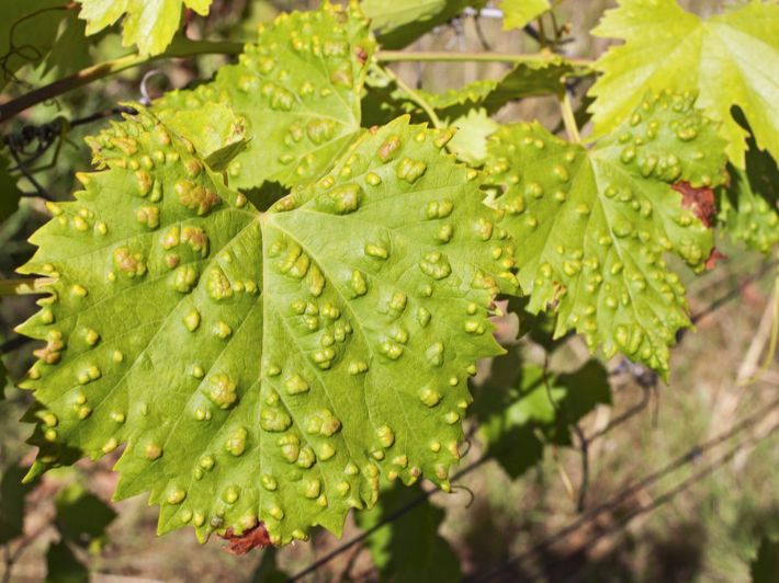 زراعة الكورة تحذر مزارعي العنب من آفتي الحَلَم والعناكب