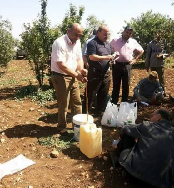 زراعة بني كنانة تنظم يوما حقليا للعناية بأشجار الزيتون