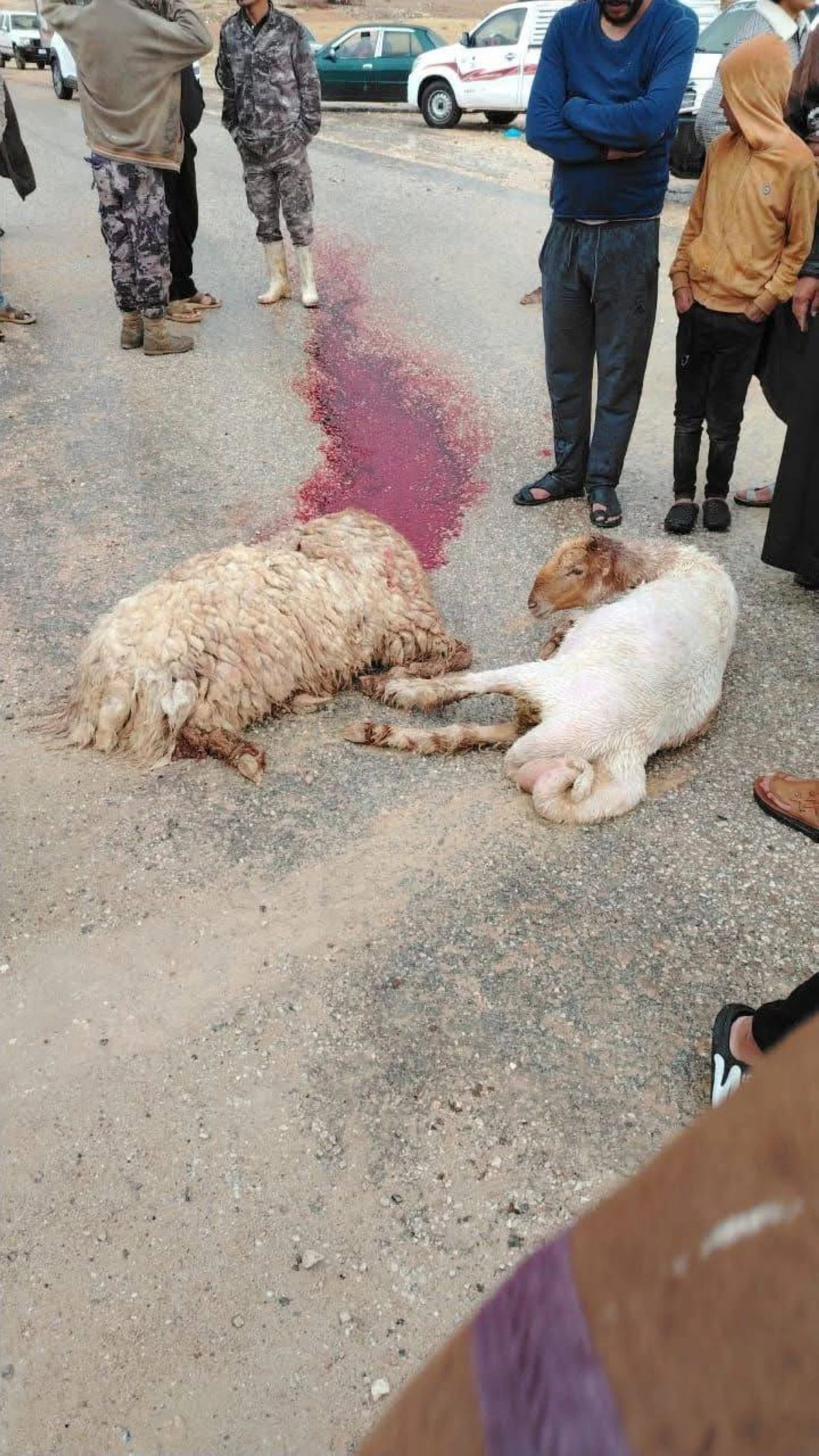 الكرك .. نفوق 9 رؤوس من الاغنام اثر صاعقة رعدية قوية ضربت سلك كهربائي