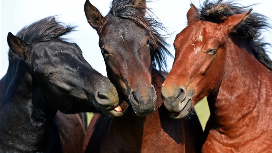 ظهور حالات في الهند .. ما هو مرض إنفلونزا الخيول؟