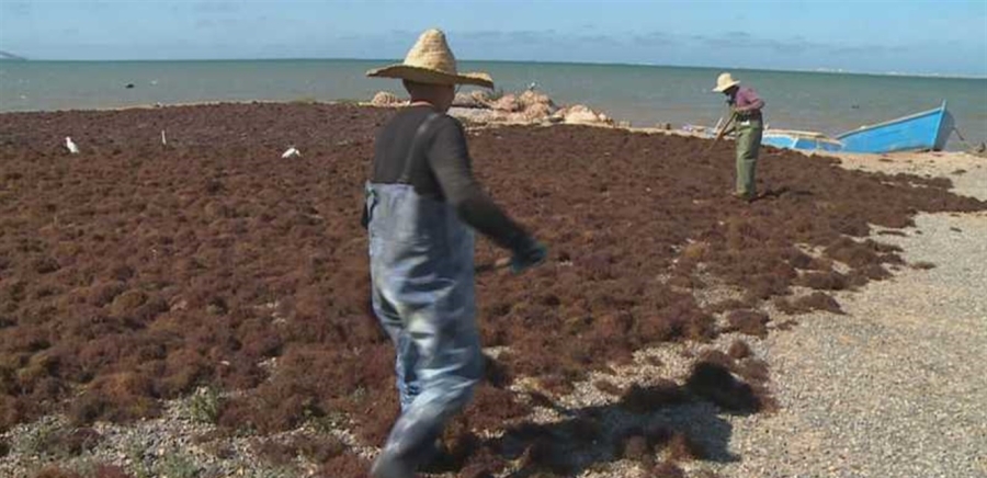 في بحيرة بالبرازيل.. نفوق أسماك وحيوانات تصبح زرقاء اللون