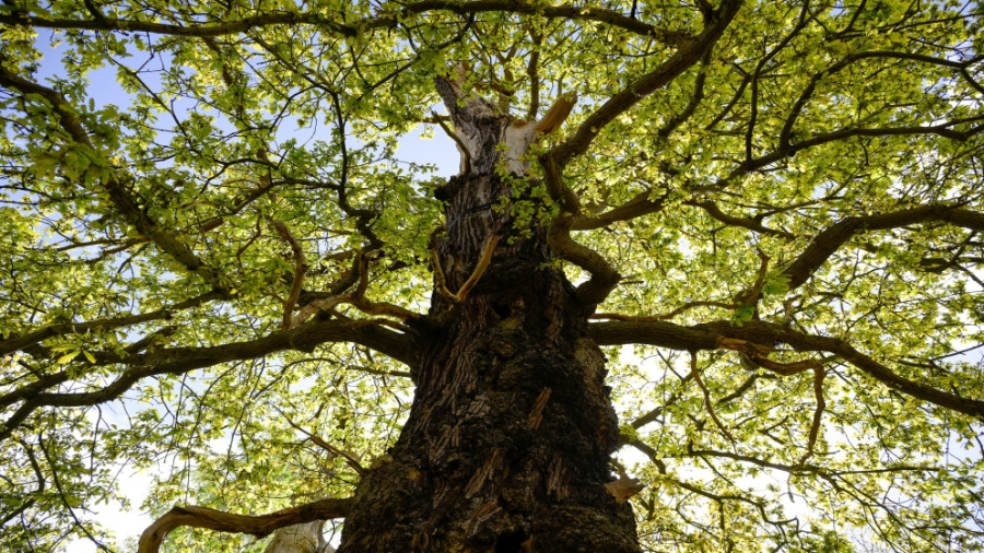 مجهولون يقطعون 30 شجرة سنديان معمّرة في جرش