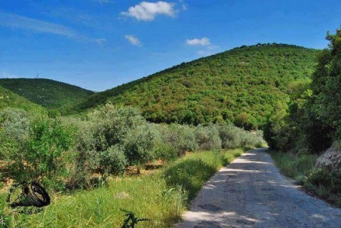 مديرية زراعة جرش تعد خطة متكاملة للحفاظ على الثروة الحرجية