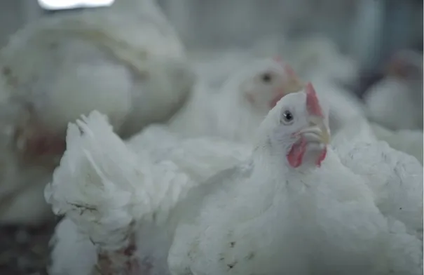 البرازيل تحقق في 6 بؤر تفش محتملة لإنفلونزا الطيور