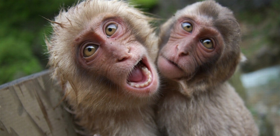 ظاهرة غريبة في بنما ... هذا ما يفعله ذكور قرود الكابوشين