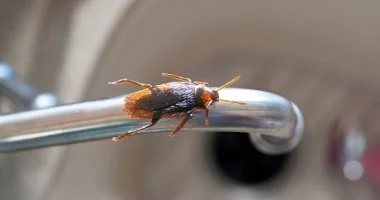 6 خطوات للحفاظ على نظافة المطبخ والتخلص من الصراصير فى الصيف