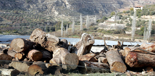 جرش...ضبط شخصين اعتديا على 34 شجرة وتحويل المعتدين للجهات المختصة