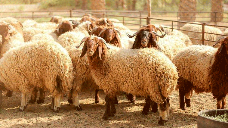 وزارة الزراعة: 570 ألف رأس خراف جاهزة للعيد