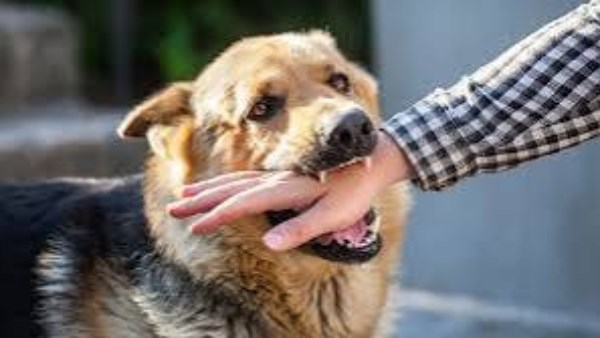 خطوات النجاة من هجوم كلب شرس .. احترس لا تركض ولا تصرخ