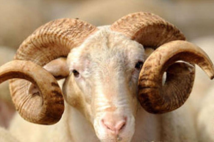 الحنيفات: ارتفاع طفيف بأسعار الأضاحي.. 200 دينار للمستورد و250 للبلدي