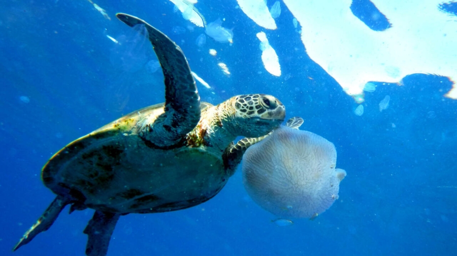 مؤتمر عالمي في فرنسا لبحث التهديدات البيئية التي تواجه محيطات العالم