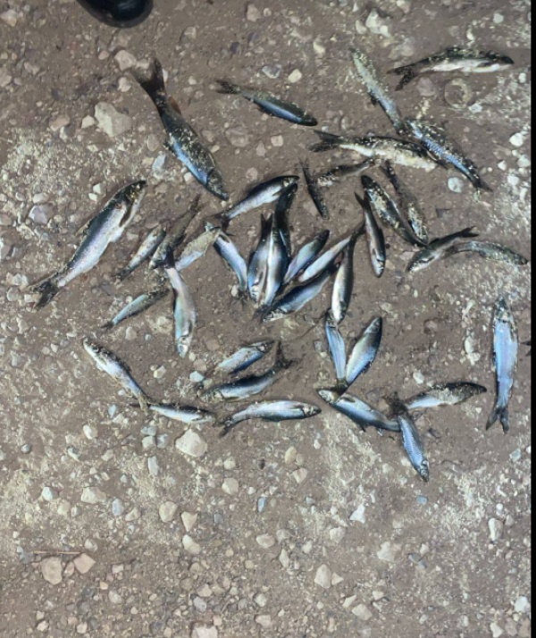 محافظ جرش: تم التعامل الفوري مع حادثة نفوق الأسماك في سيل الزرقاء