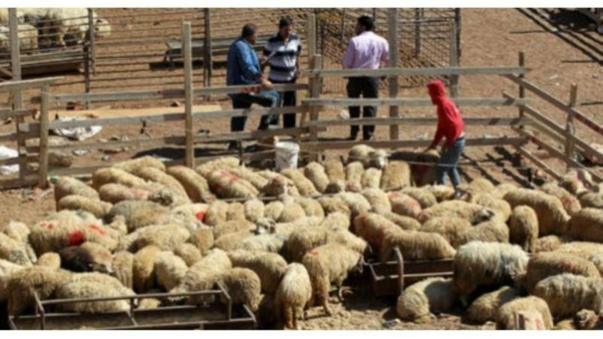 بلدية الوسطية تحدد اماكن بيع الأضاحي وتعلن خطتها في عيد الأضحى