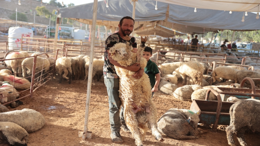 جمعية مربي المواشي تتوقع انخفاضا على أسعار الأضاحي لوفرة المخزون المستورد