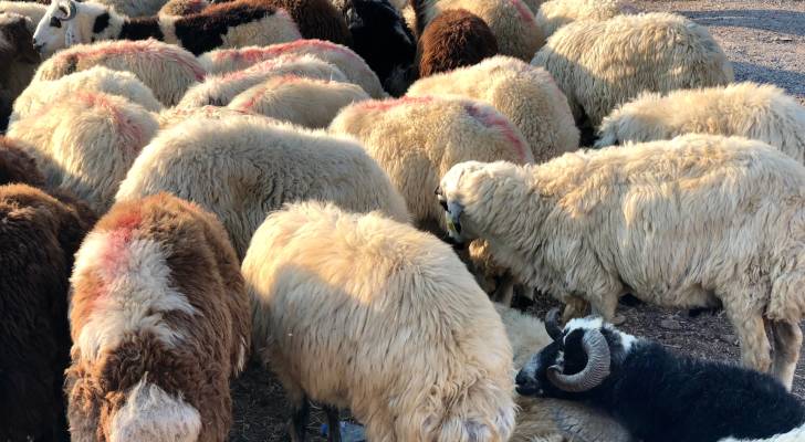 حماية المستهلك تدعو للالتزام بذبح الأضاحي في الأماكن المخصصة