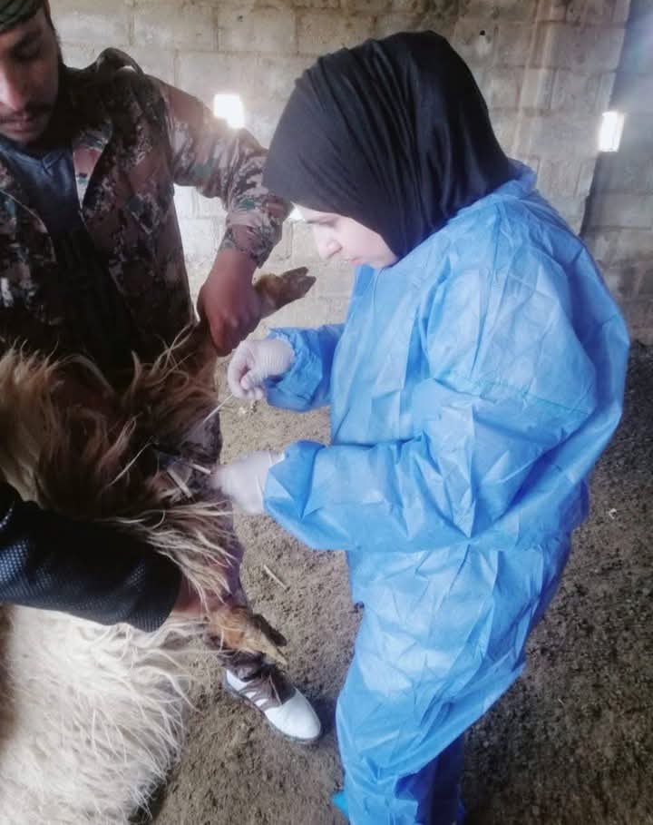 زراعة المفرق تباشر عمليات التلقيح الصناعي للأغنام في المحافظة