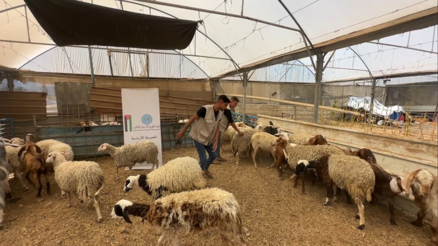 الحملة الأردنية والهيئة الخيرية تستعدان لموسم الأضاحي بغزة