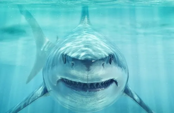 ظهور مفاجئ لأسماك القرش في مياه عربية