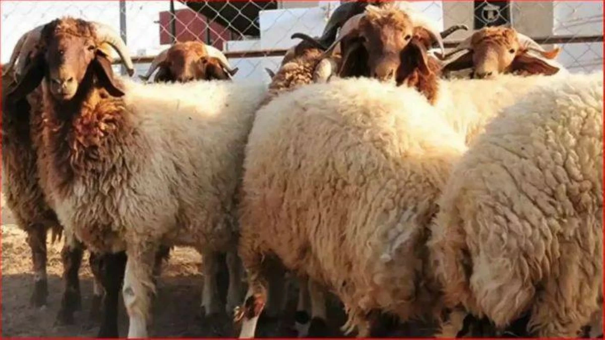 180 طبيب بيطري أردني يشرفون على ذبح أكثر من مليون رأس من الهدي في الحج