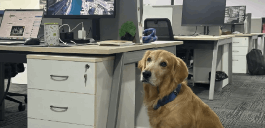 في شركة معروفة ... كلب يتسلّم منصبًا رسميًا!