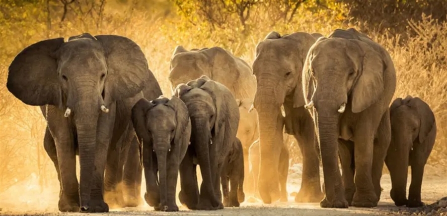 إعدام عشرات الأفيال وتوزيع لحومها في هذه الدولة!