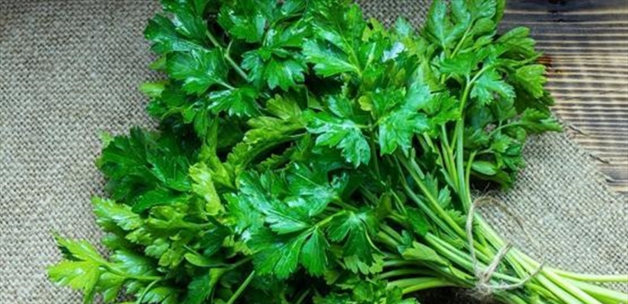فوائد البقدونس الصحية.. تعرف عليها