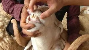 زراعة البادية: الأسنان الأمامية أوضح مؤشر لتحديد عمر الأضحية