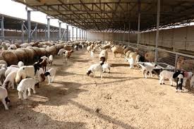 بلدية إربد الكبرى: إزالة 10 حظائر ومخالفة 15 ملحمة