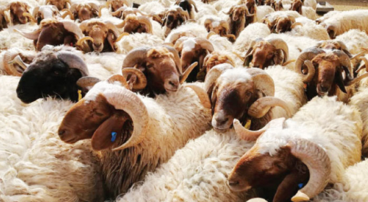 وزارة الزراعة:  إقبال جيد على الأضاحي خلال الأيام الثلاثة الأولى من العيد