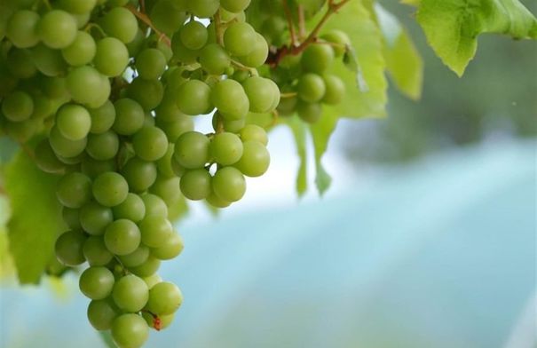 العنب: فاكهة صيفية لذيذة وفوائد صحية لا تُعدّ