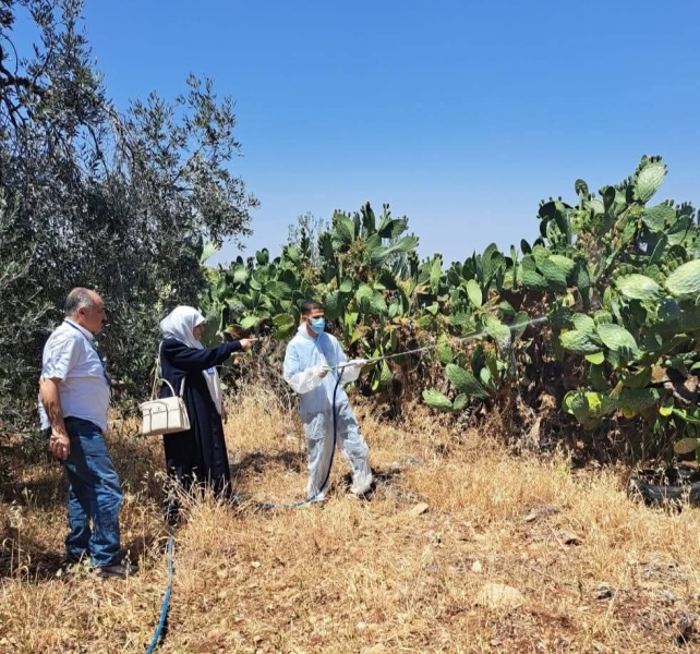 زراعة لواء الطيبة تنفذ حملة لمكافحة حشرة القرمزية على الصبار