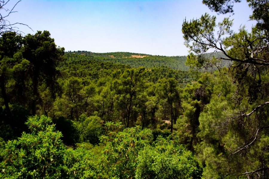 جرش: دبين نموذج للحماية البيئية والتنمية المستدامة